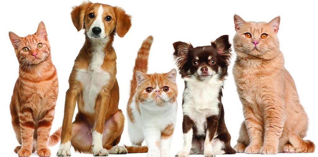 Доска объявлений о животных | ЗооТом - продажа, вязка и услуги для животных в Шимановске