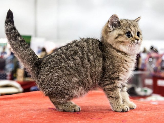 Породы кошек в Шимановске | ЗооТом портал о животных