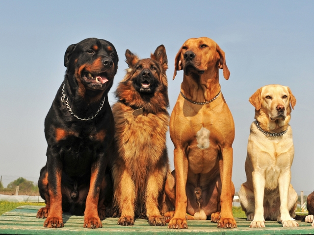 Крупные породы собак в Шимановске | ЗооТом портал о животных